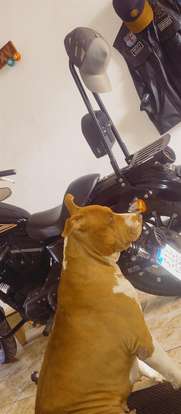 HARLEY-DAVIDSON-SPORTSTER XL 883 R-2009