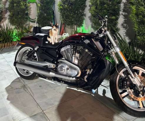 HARLEY-DAVIDSON-V-ROD MUSCLE-2015