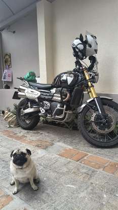 TRIUMPH-BONNEVILLE SCRAMBLER 1200 XE-2024